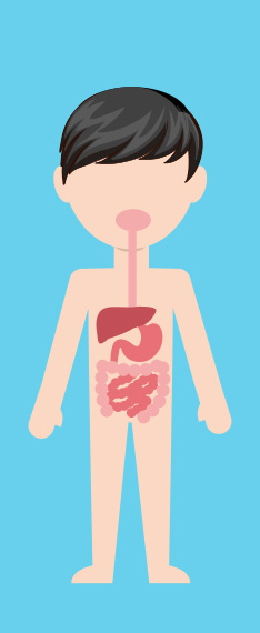 消化系統 digestive system