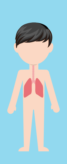 呼吸系統 respiratory system