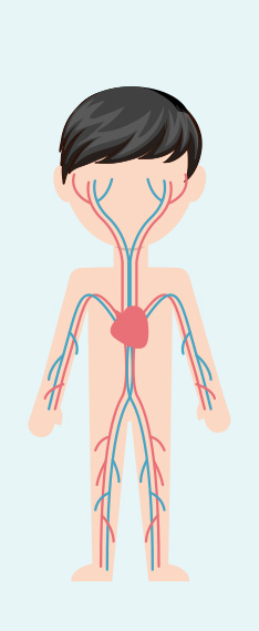 循環系統 circulatory (cardiovascular system)